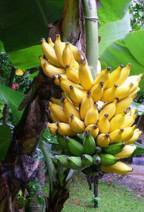 Corbeille D'Or Bed & Breakfast Saint-Louis Luaran gambar