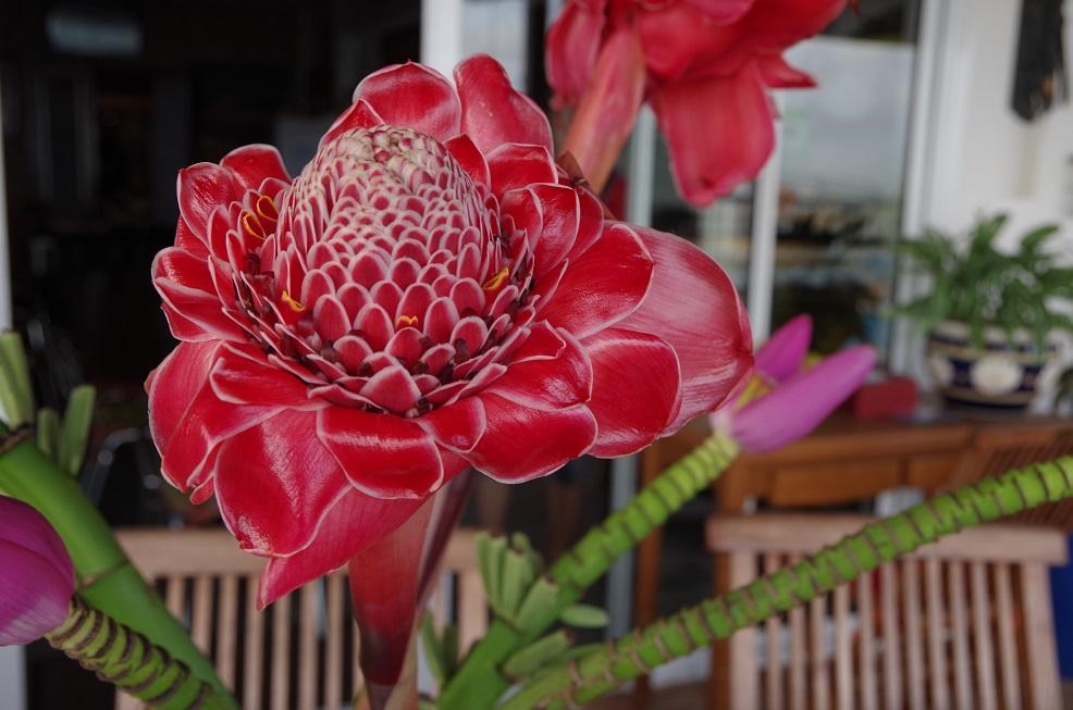 Corbeille D'Or Bed & Breakfast Saint-Louis Luaran gambar